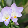 素敵な花の妖精達