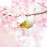 春をつまみ食い