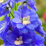 開花