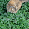 近所の野良猫34 草の中へ