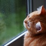 雨の日は雨粒を数えて