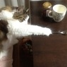 これだよ、これ～