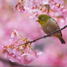 河津桜とメジロ