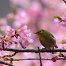 河津桜とメジロ