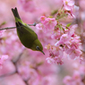 河津桜とメジロ