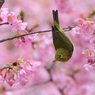 河津桜とメジロ