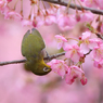 河津桜とメジロ