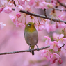 河津桜とメジロ