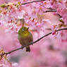 河津桜とメジロ