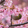 河津桜とメジロ