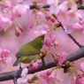 河津桜とメジロ