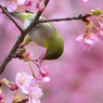 河津桜とメジロ
