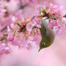 河津桜とメジロ