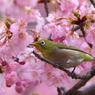 河津桜とメジロ
