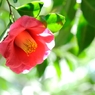 Camellia japonica ①