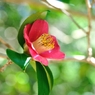 Camellia japonica ②