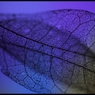 Blue leaf