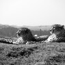 Acinonyx jubatus