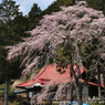 山寺の春 (97Ｔ)
