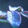 Art of rain Pt10