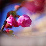 春だ・・・桜開花