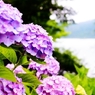 紫陽花　1