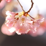 さくらんぼに憧れて