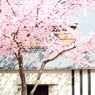 日向ぼっこ