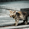 猫撮り散歩833