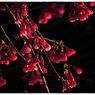 寒緋桜(ｶﾝﾋｻﾞｸﾗ）　小江戸川越68