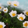 花色季節 近所の花＃14