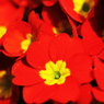 花色季節 近所の花＃17