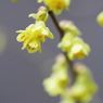 花色季節 近所の花＃18