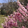 里山の春１