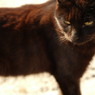 近所の野良猫35