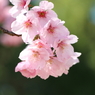桜・さくら・サクラ