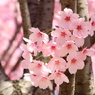 桜・さくら・サクラ