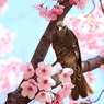 桜の守護神