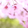 桜・さくら・サクラ