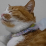 猫ご機嫌ｗｗ