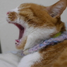 猫〜そろそろ寝るよ!
