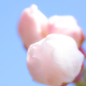 夢が膨らむ ～DREAMS COME TRUE