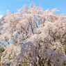 六義園のしだれ桜