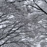 snow arch