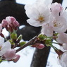 桜2015①