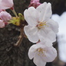 さくら2015③