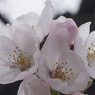 桜2015④