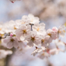 淡い桜色