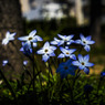 木漏れ日に咲いている花韮