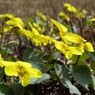 松明峠尾根は黄色の花畑